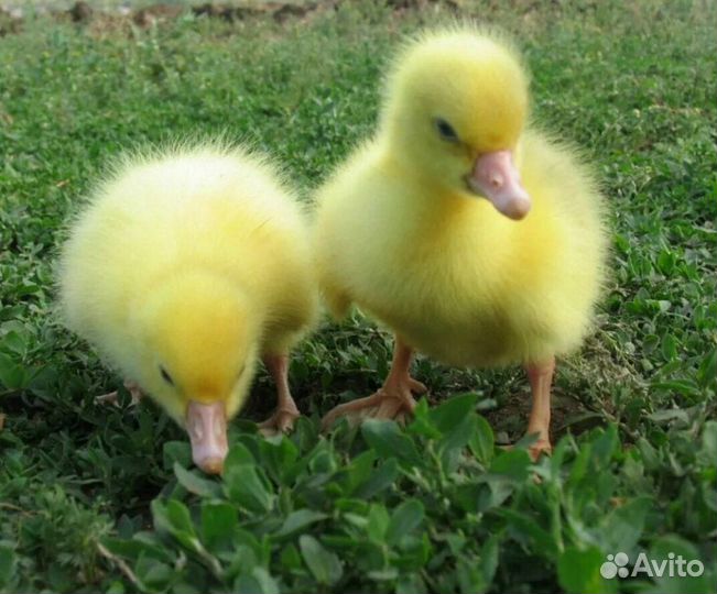 Утята гусята индоутята