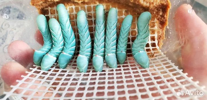 Живой корм для рептилий