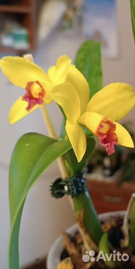 Сортовые каттлеи