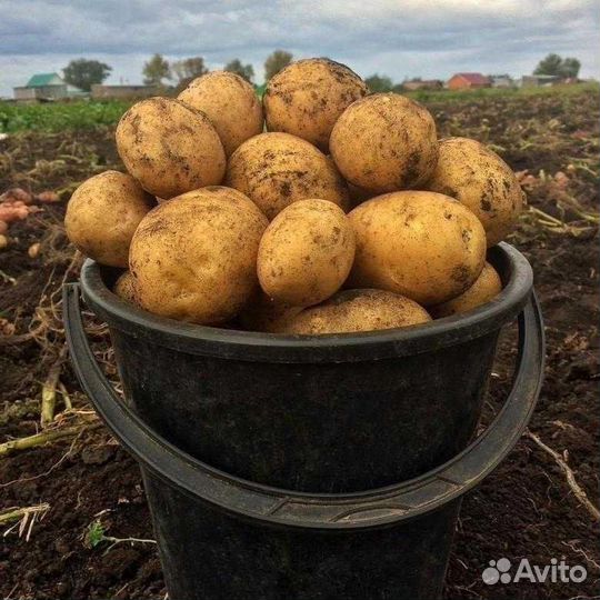 Продам картофель с доставкой