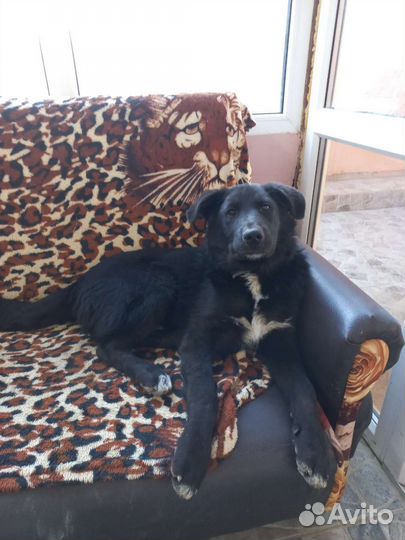 Метис овчарки