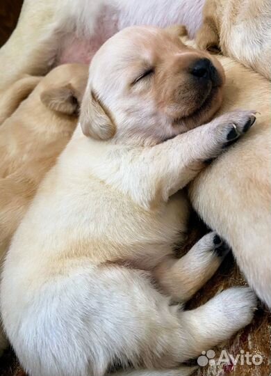Щенки лабрадора