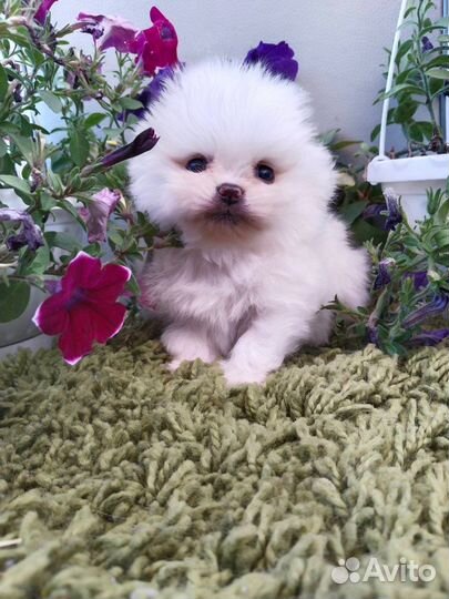 Щенки Шпица