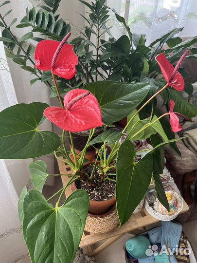 Антуриум взрослый