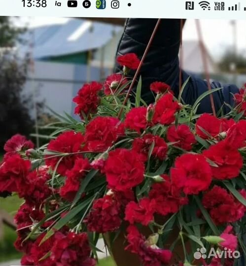 Гвоздика ампельная