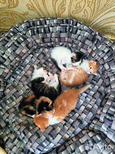 Отдам котят в добрые руки
