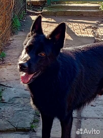 Самец для вязки