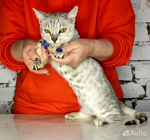 Манчкин коротколапый