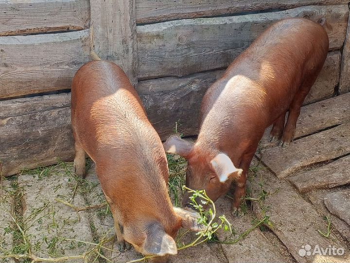 Продам поросят
