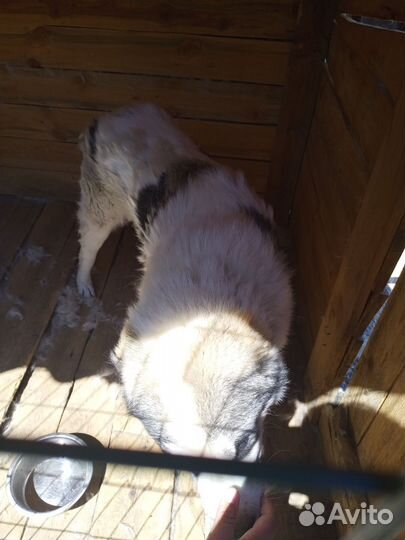 Отдам сао добрые руки