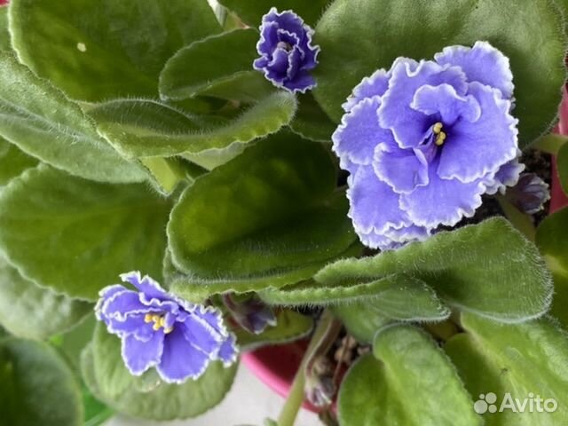 Продам фиалки