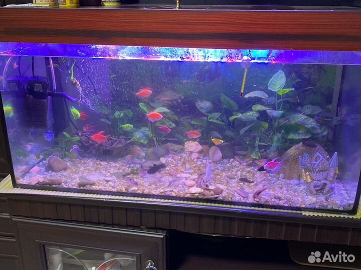 Аквариум