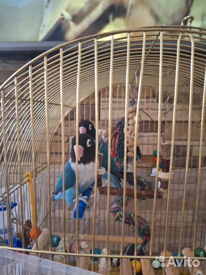 Попугай неразлучники с клеткой