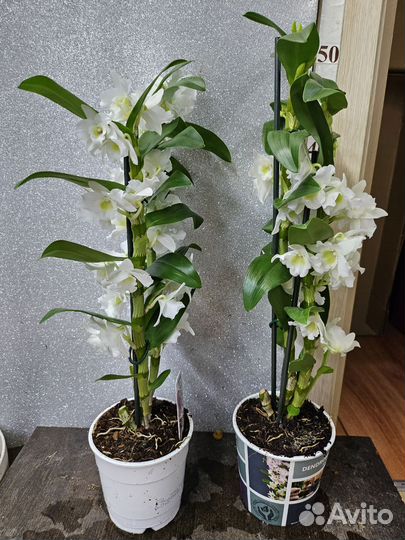 Орхидея дендробиум 12/45