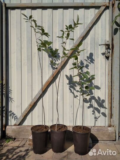 Черноплодная рябина Арония