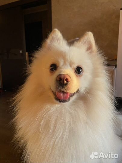 Догситтер передержка собак прогулки с собаками