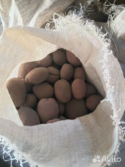 Картофель домашний
