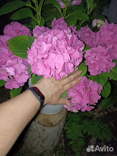 Гортензия крупнолистная 