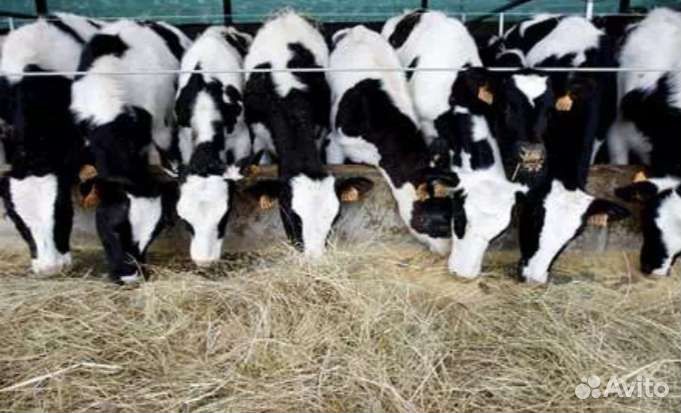 Бычки телята