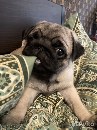 Шенки Мопсов