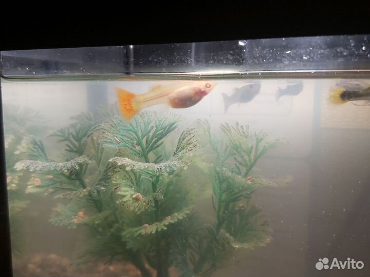 Рыбки гуппи