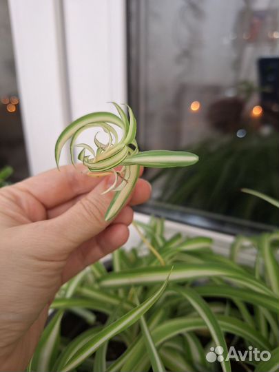 Хлорофитум