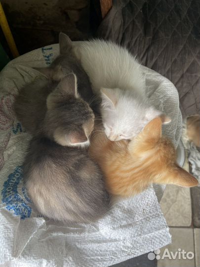 Отдам котят