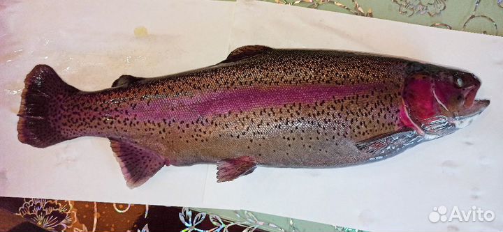 Живая радужная форель