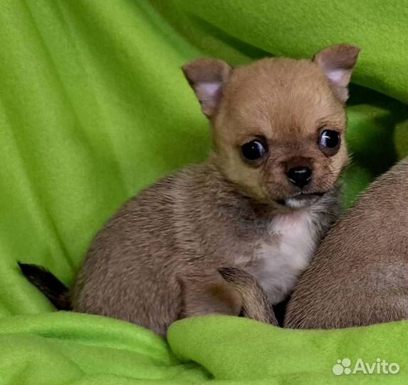 Милашка Келли