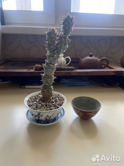 Кактус-гайвань