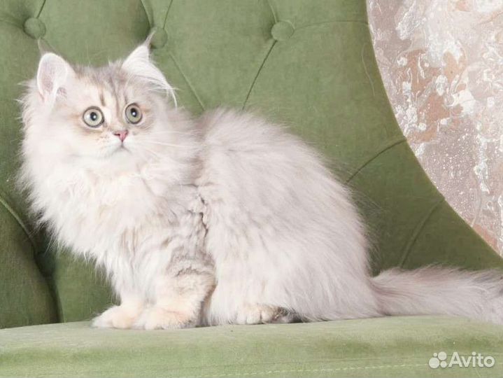 Британская шиншилла