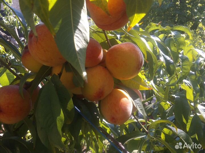 Саженцы персиков