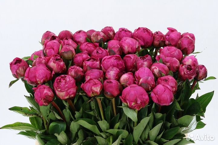 Пионы букет