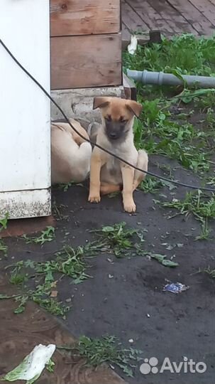 Щенята 1,5 мес