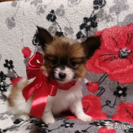 Папийон девочка красавица