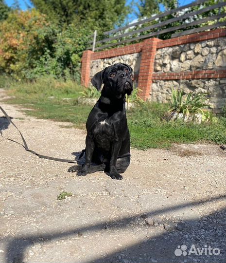 Собака кане Корсо