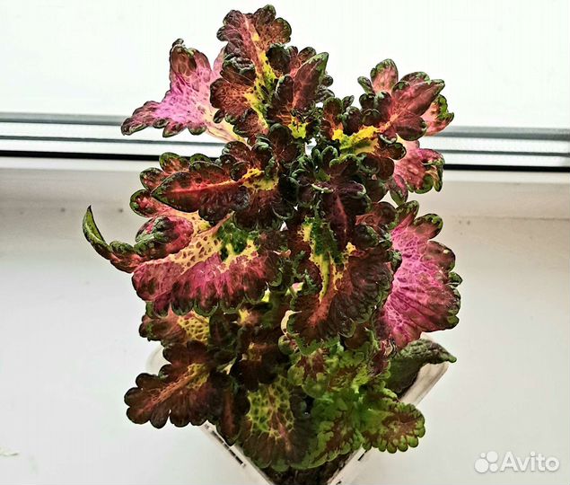 Колеусы вегетативные