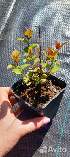 Саженцы спиреи японской 