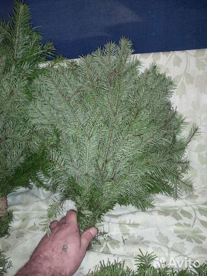 Веники для бани пихта