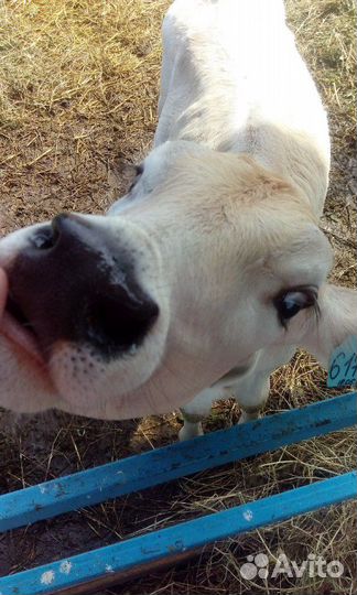 Зцм для телят, козлят, поросят