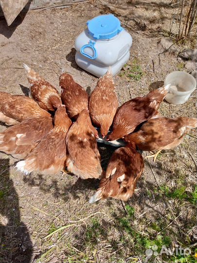 Куры несушки