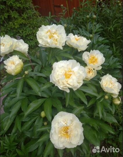 Пионы сортовые