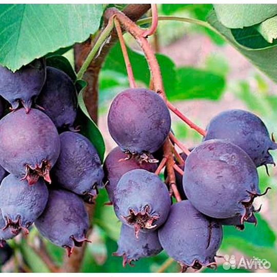 Саженцы плодово-ягодных культур,рассада,цветы