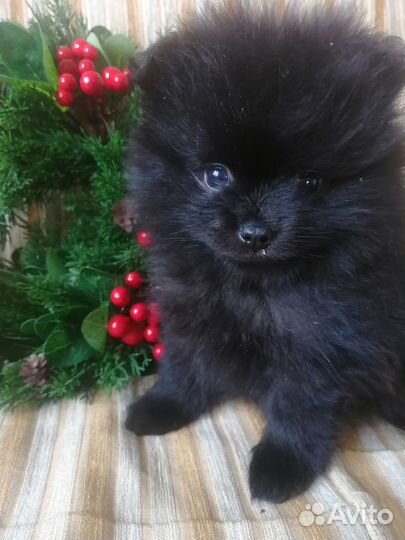 Щенки немецкого шпица
