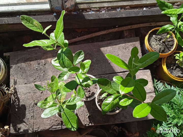 Саженцы фейхоа