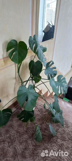 Монстера деликатесная