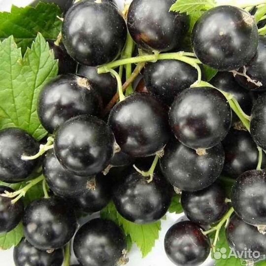 Смородина красная и черная