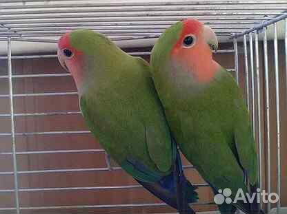 Неразлучники