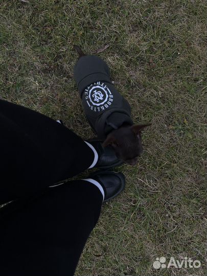 Одежда для собак мелких пород