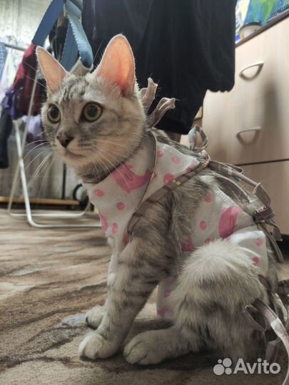 Пропажа кошки